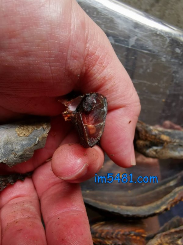 鰹節咀嚼咬下後是滿口柴魚高湯的鮮味,就像喝到清澈的蚵仔麵線高湯的感覺。