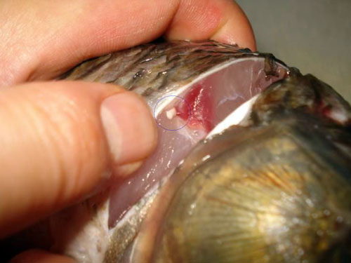 113015zfa9faqy993qfwwx