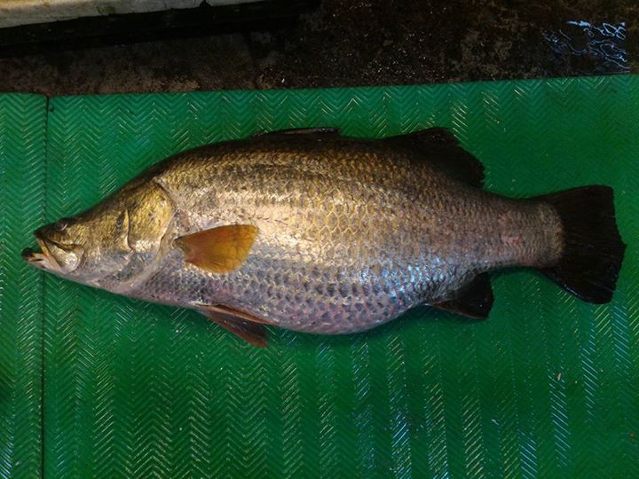 13151962_1762368484008441_8397120568129283263_n