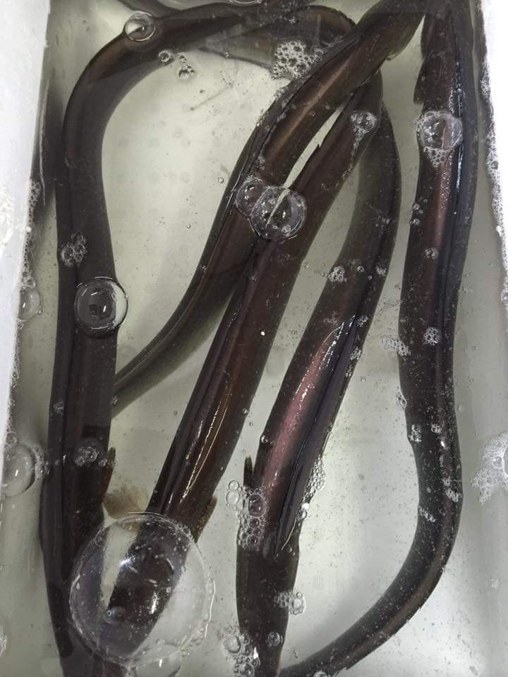 13315655_1026995767377981_2733529653750183714_n