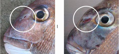 13327626_1028362273907997_3003452798041556157_n