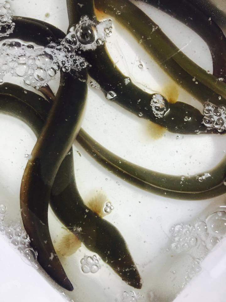 13335593_1026995750711316_3034996118279872_n