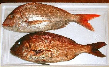 13413789_1033369563407268_1593129242363607332_n