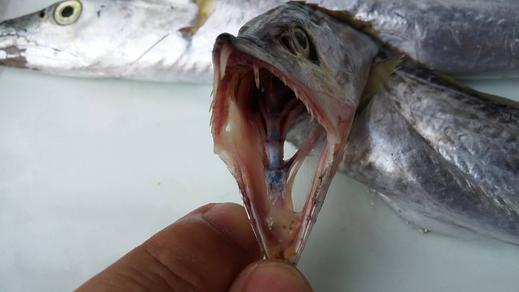 14124315_1086440661433491_4525955456507230051_o