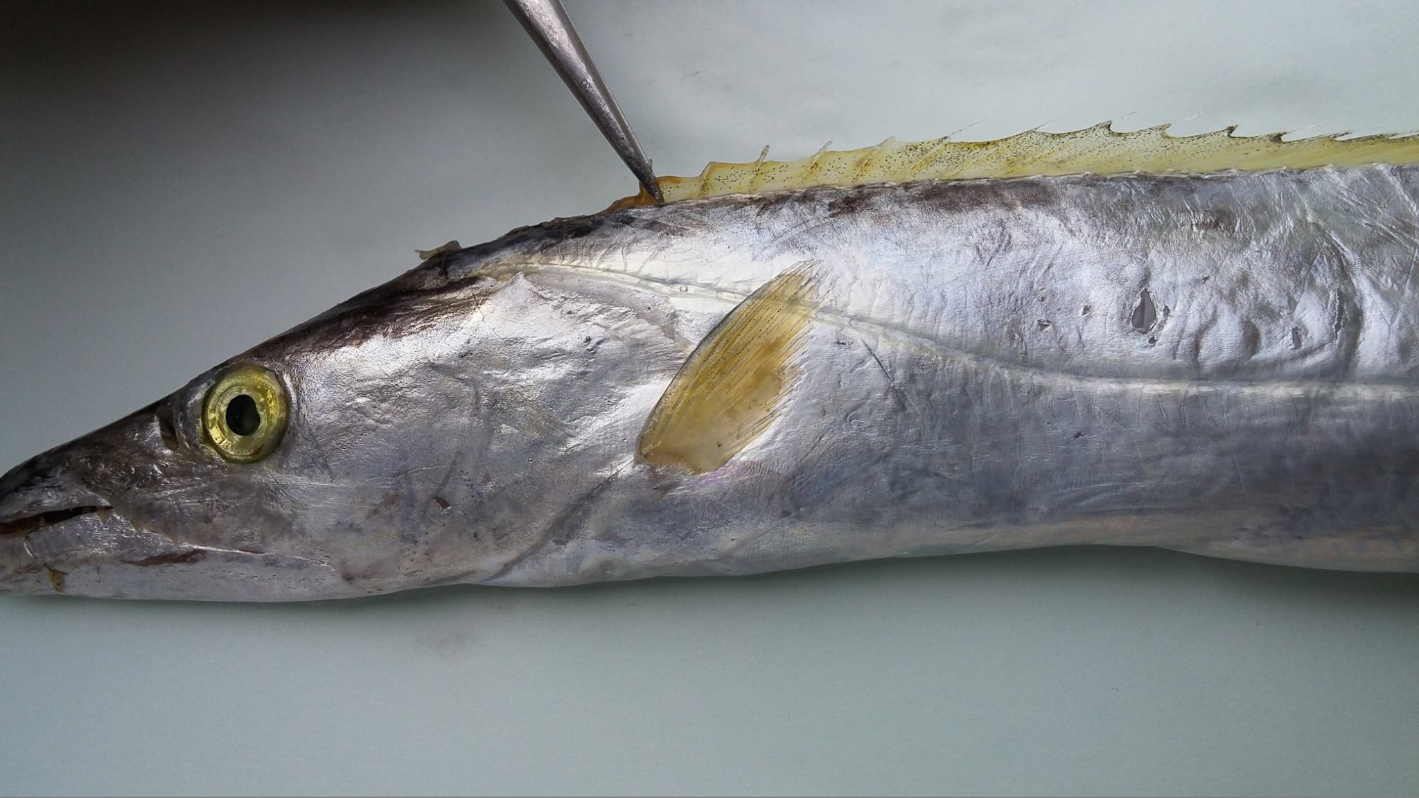 14125474_1086448674766023_6541469158265063078_o