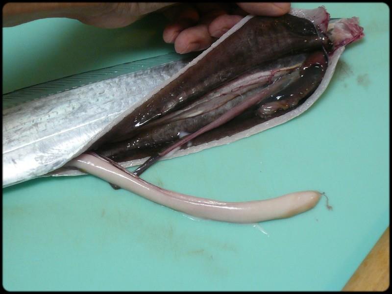 14212745_1086975384713352_4348064645607432509_n