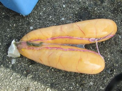 15027771_1149402121804011_8453624559622857112_n