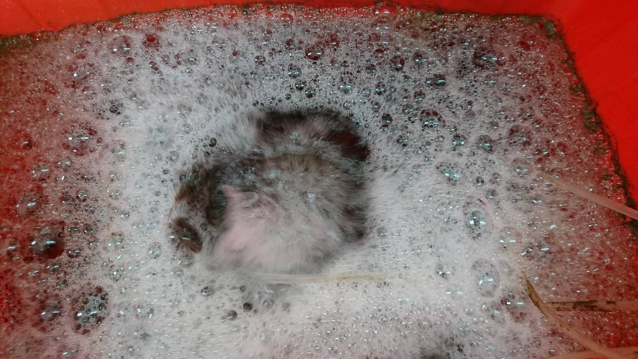 17887489_1488582564545244_47120282_o