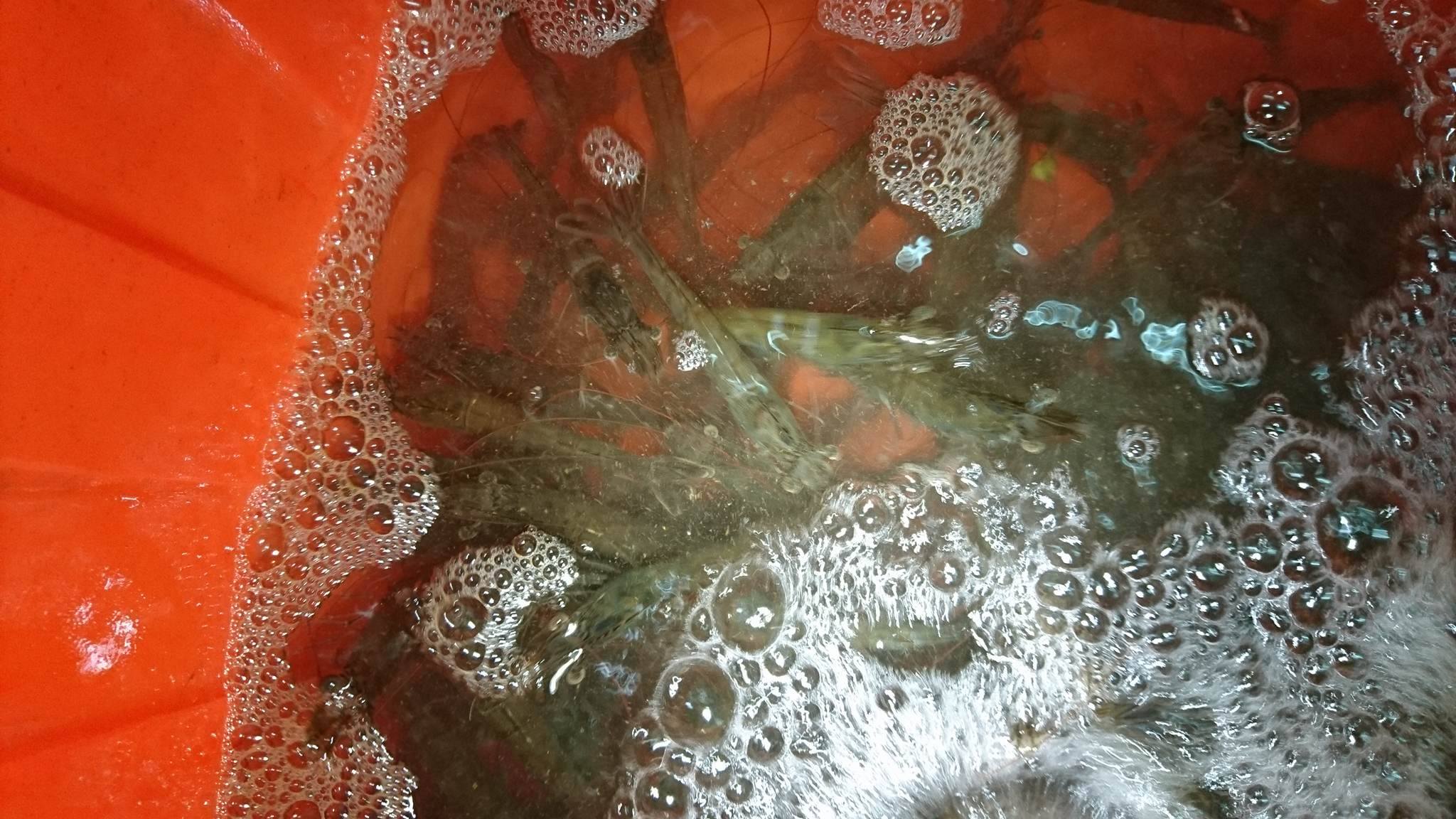 17902553_1488378251232342_1312495353_o