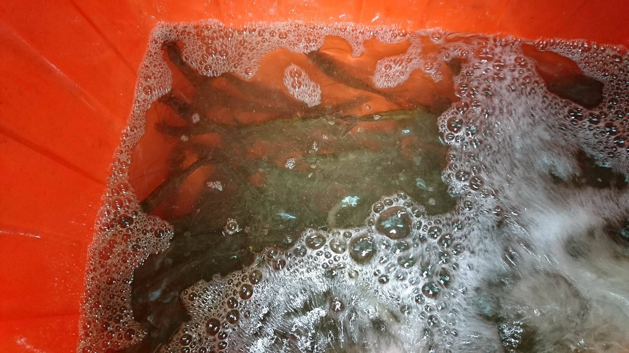 17948265_1488378267899007_423465524_o