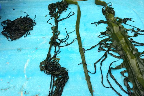 17991848_1313982145346007_7575893376678118058_n