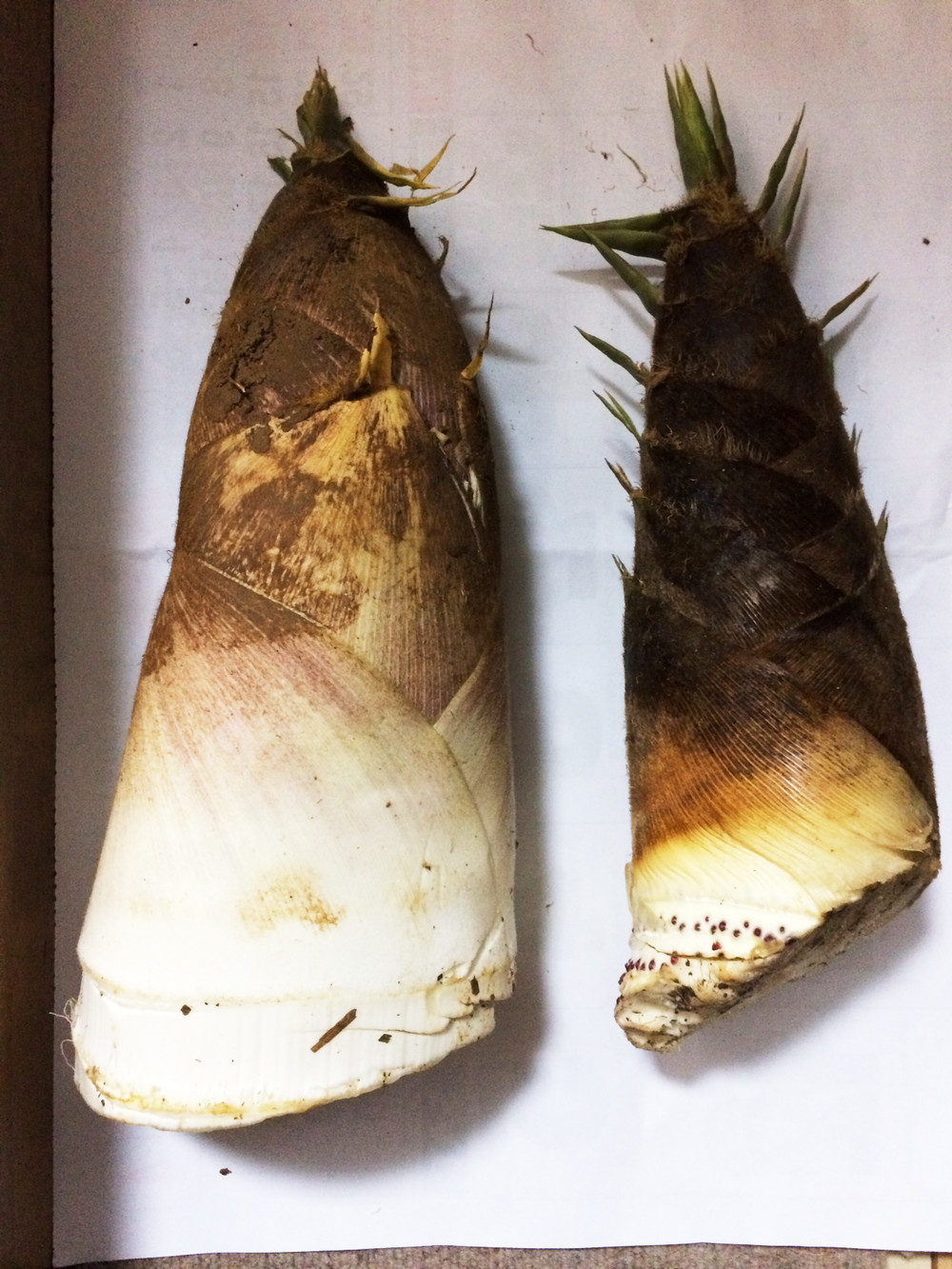 40ea04abd1e1b3cc0295df6adf2895eb