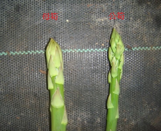 剩女（女），右男（雄）