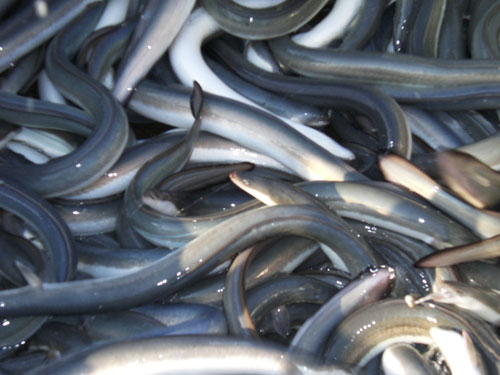 鰻魚.JPG