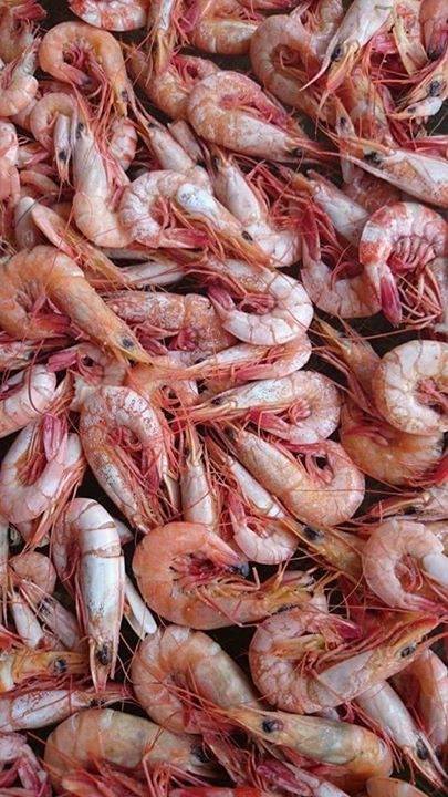 17424992_1208192629298874_8848408353082924723_n