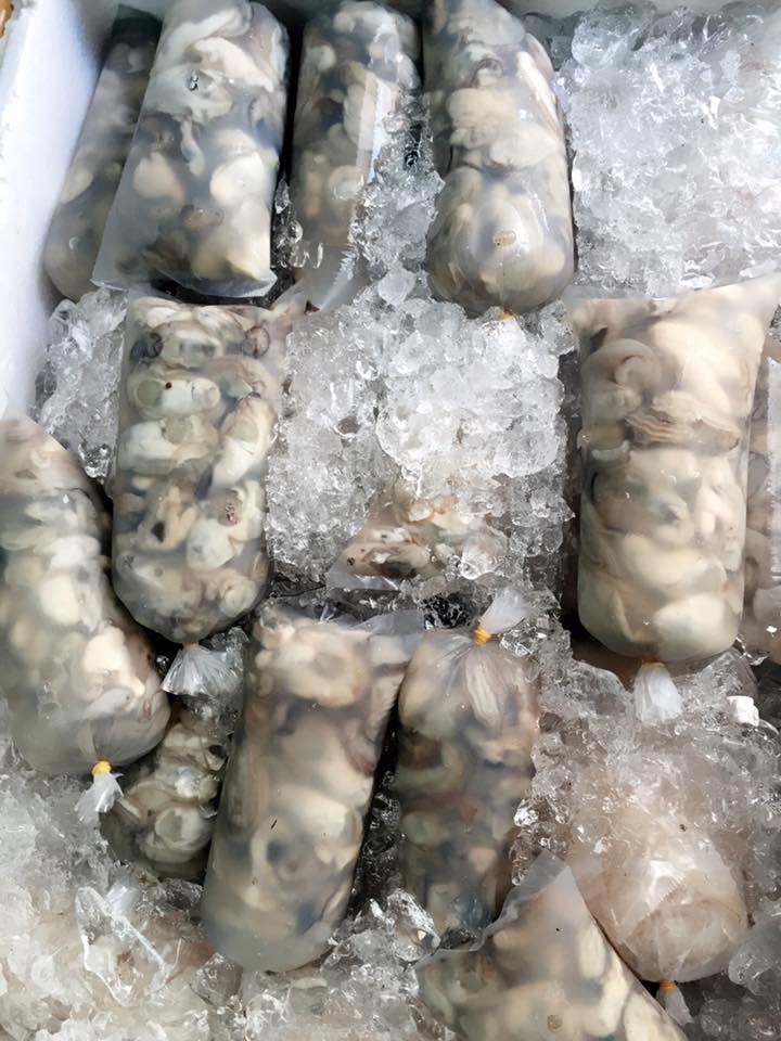 18519608_476162302728722_5312913637263662350_n