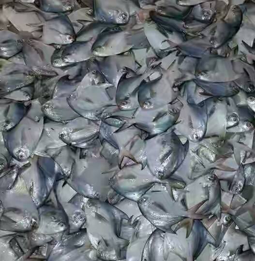 17799125_124646081408133_6574929632982422312_n