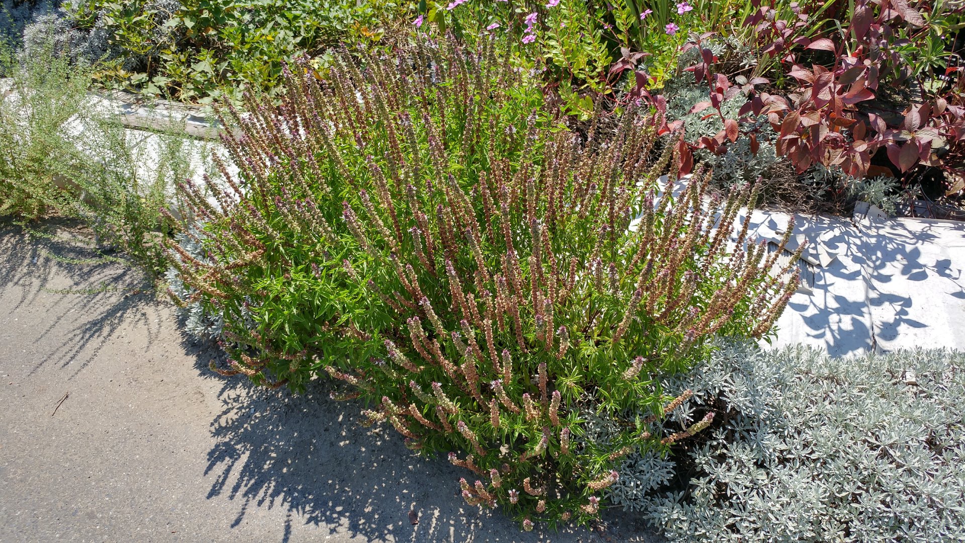20170819_133032_HDR