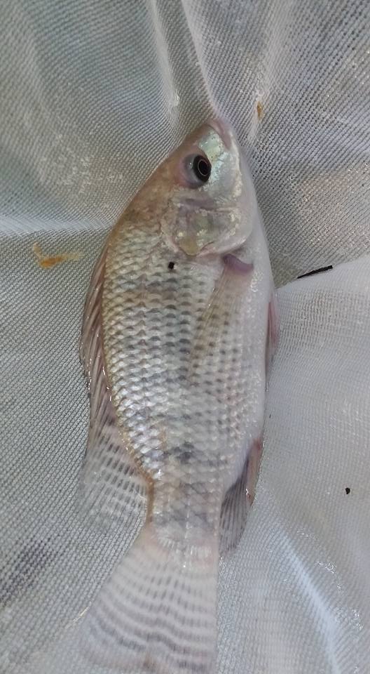 20841943_1428384757239078_7210228590459671267_n