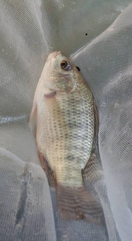 20842193_1428384733905747_522487683782017663_n