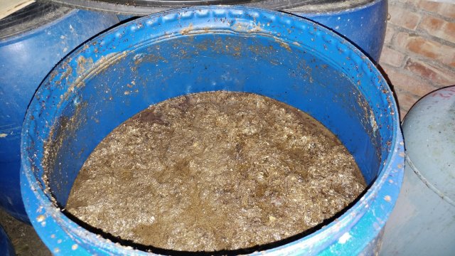 金山-蹦火魚露 發酵分解中的魚露 魚體已經發酵分解差不多了，完全不臭喔～！