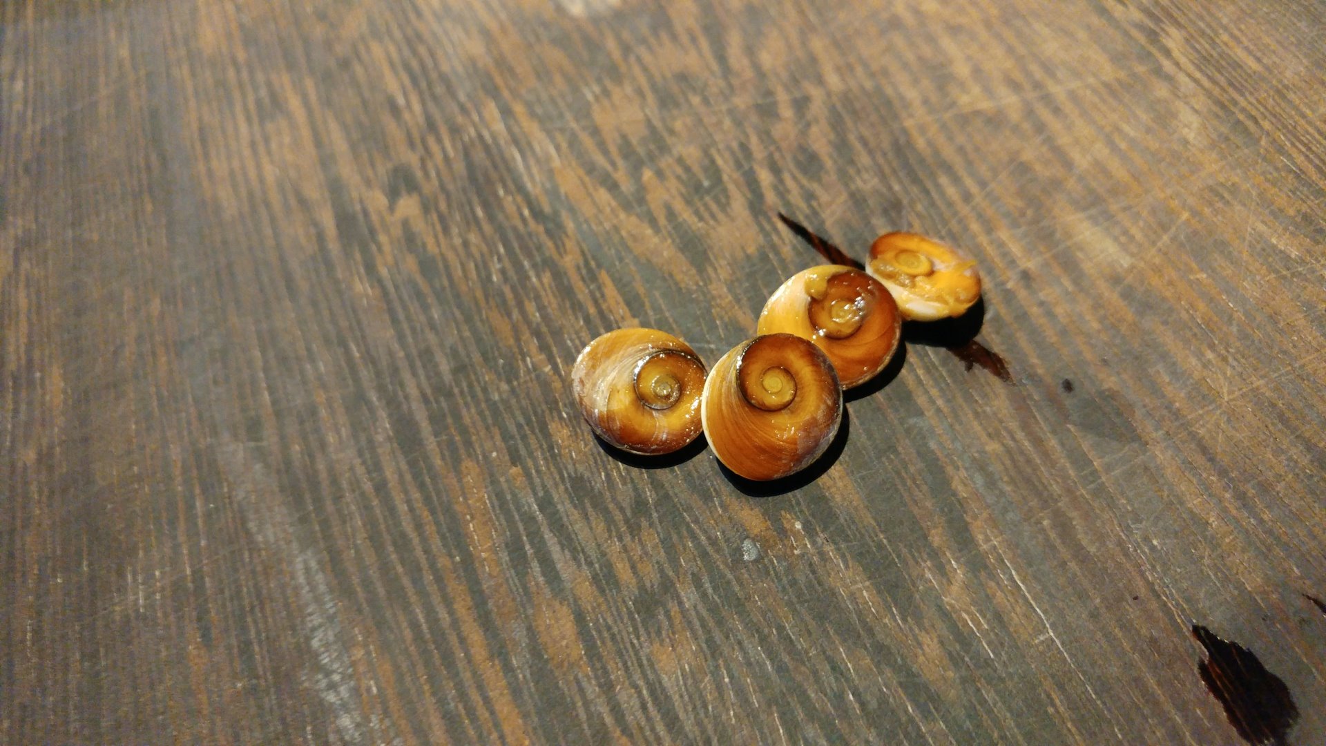 布袋港的珠螺膎