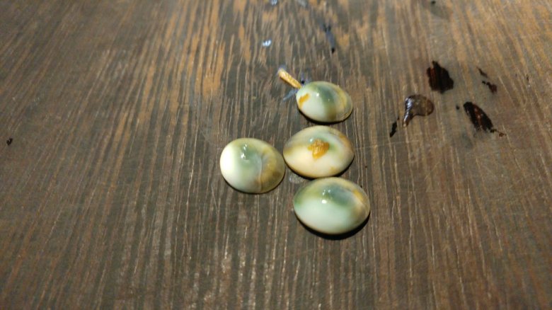 布袋港的珠螺膎