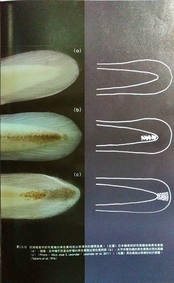 30739631_2087040321311003_2022919997164093440_n