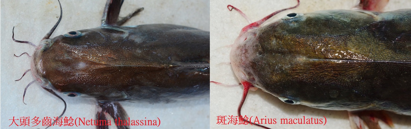 30741895_10211716008191600_5430641805378977792_o