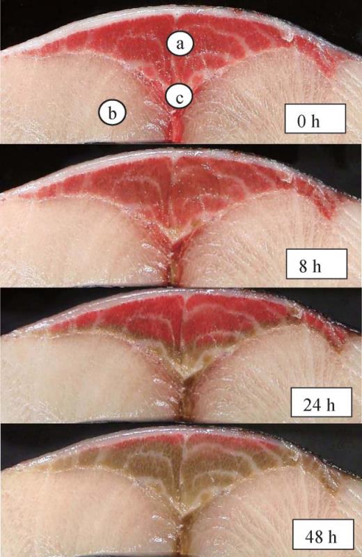 35148732_1713351102075774_881544730448494592_n