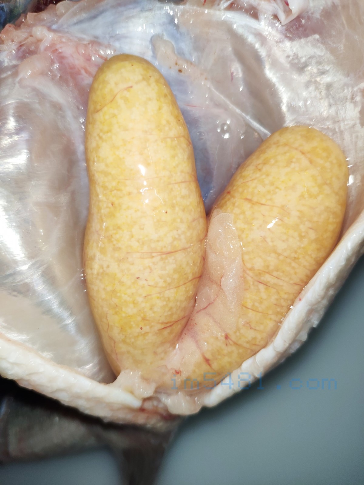 檸檬加州鱸魚魚卵