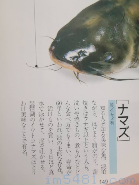 魚の目利食通事典(講談社)-鯰魚