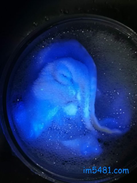 廚房抹布被卡住了螢光增白劑，還洗不掉！