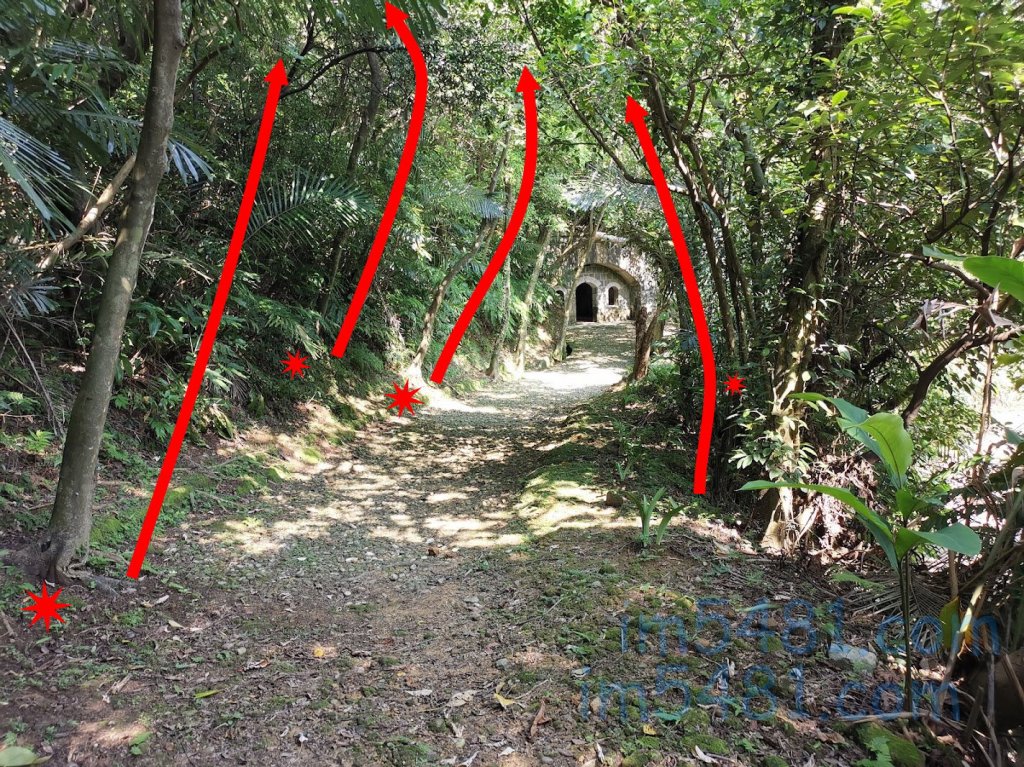 槓子寮砲台的樹幹與樹枝生長方向(右邊正常，左邊明顯土石滑落過)