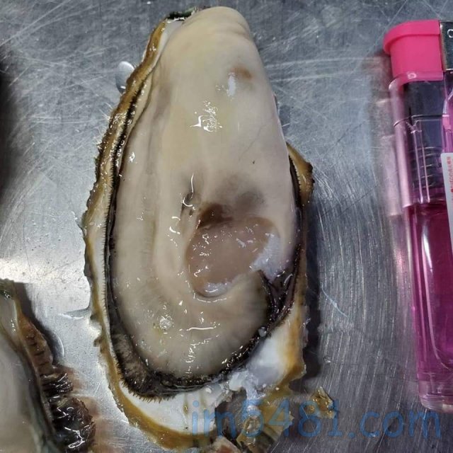 用水族缸做牡蠣凈化測試-UV與放電-兩者凈化的差異