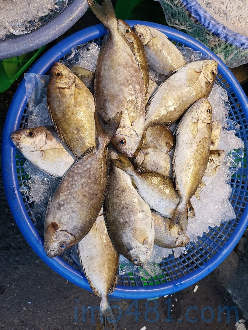 基隆安樂市場的臭肚魚，台灣俗稱別名為『加冬仔』
