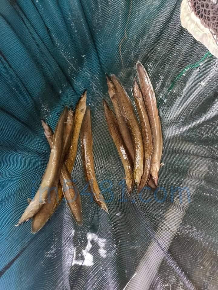 搬個池的大刺鰍