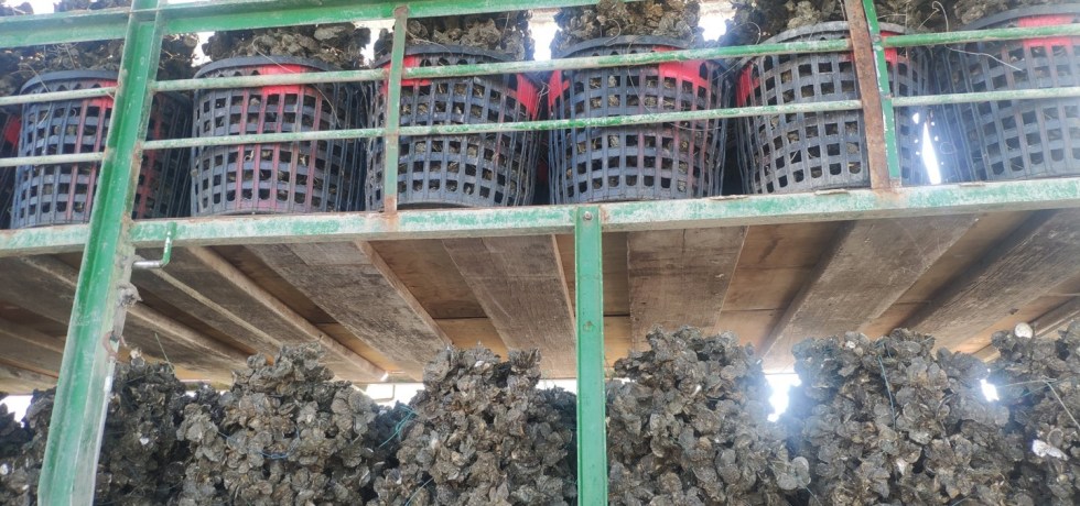 台灣送蚵車-冷鏈物流何時會升級?